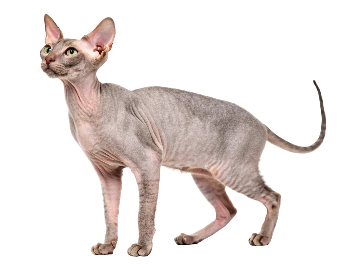 Sphynx v celé postavě